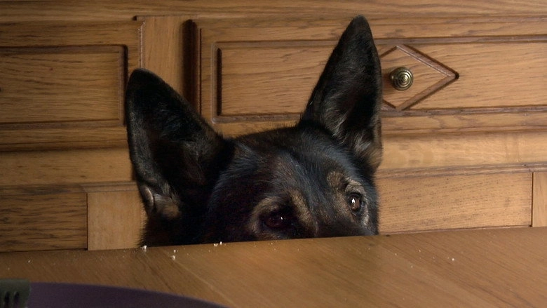 A Dog's Luck (2018)