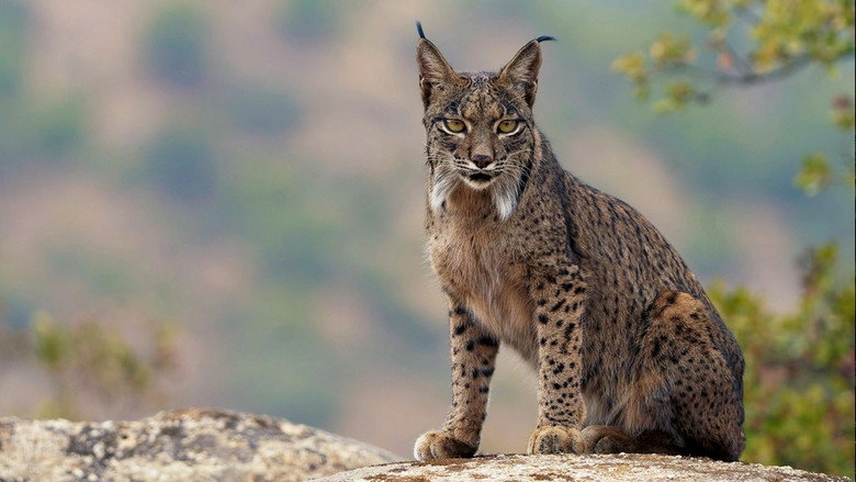 Dehesa, El Bosque Del Lince Iberico (2020)