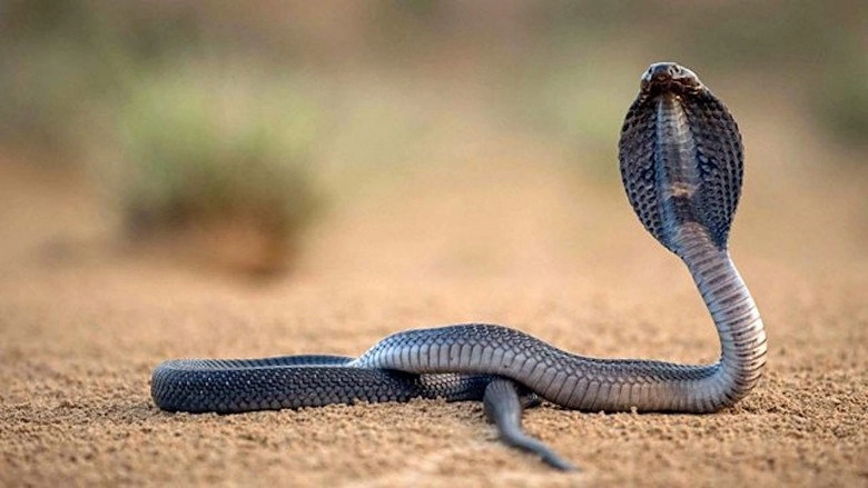One Million Snake Bites (2011)
