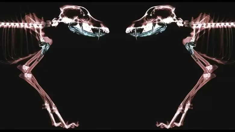 Rottweiler (2004)