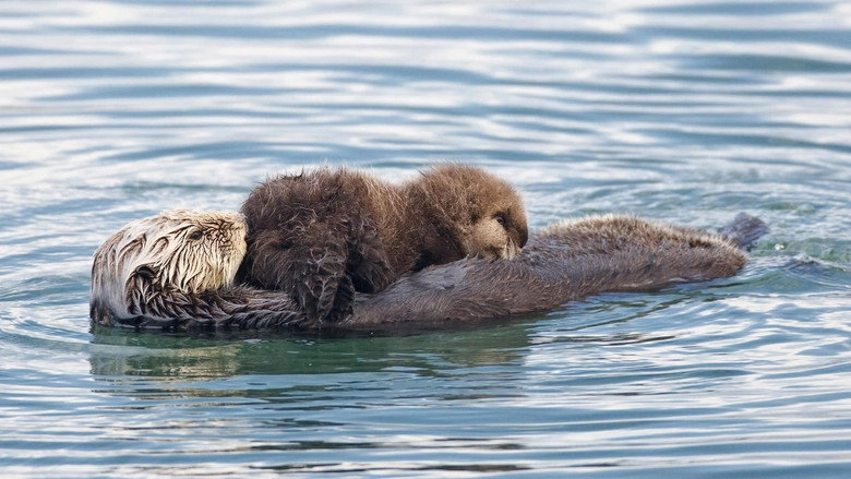Threatened: The Controversial Struggle Of The Southern Sea Otter (2013)