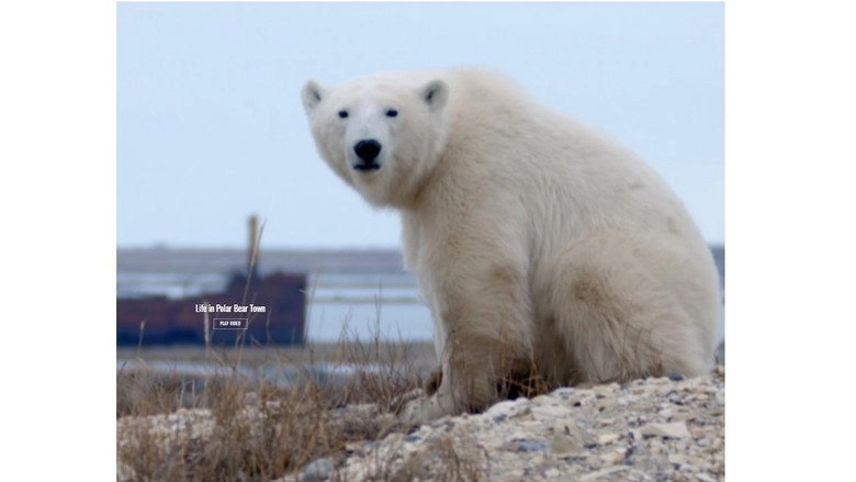 Life In Polar Bear Town With Gordon Buchanan (2016)