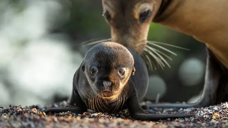 Sea Lions Of The Galapagos (2025)
