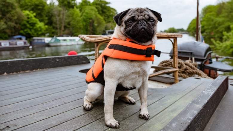 Patrick The Pug (2018)
