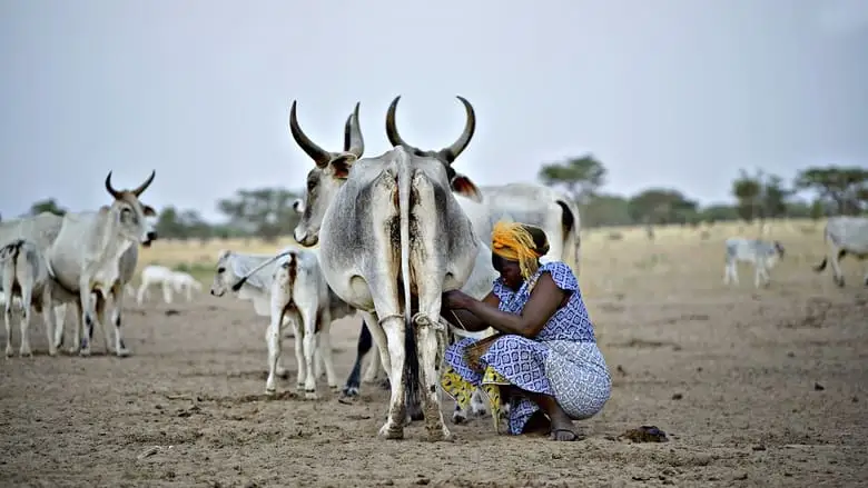 The Milk System (2017)