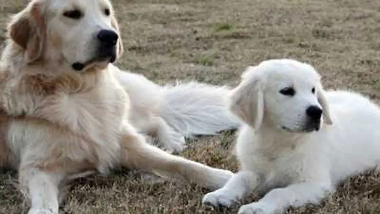 Adventures Of Bailey: The Lost Puppy (2011)