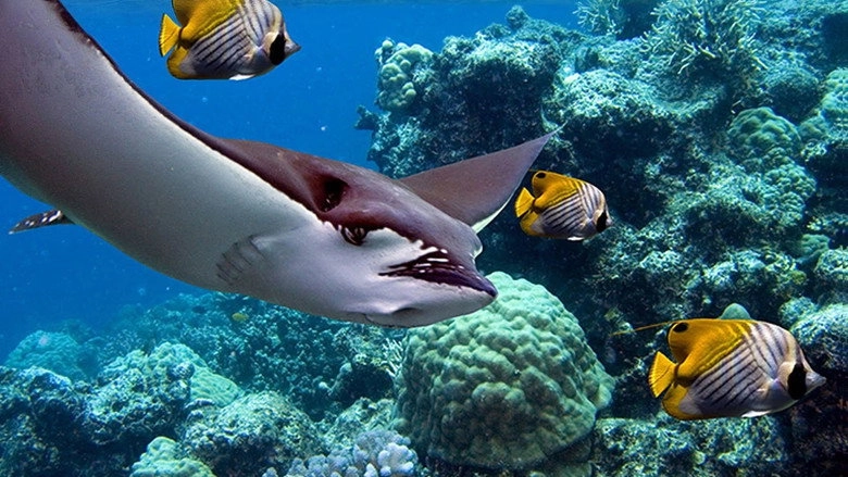 Papua 3D (2013)