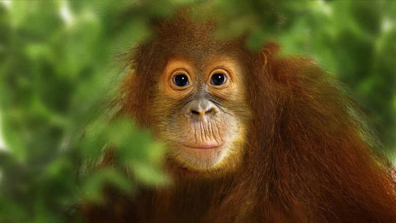 Operation Orangutan (2015)
