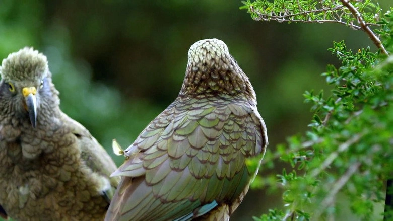 Keas: New Zealand's Witty Daredevils (2015)