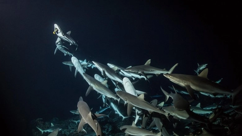 700 Sharks (2018)