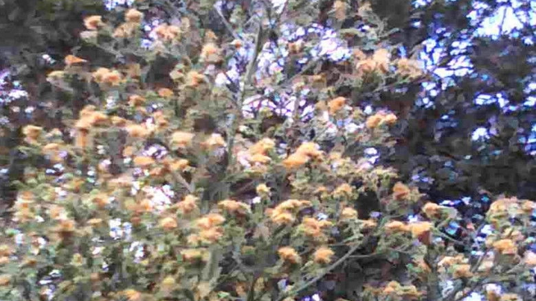 Natures Inception (2026)