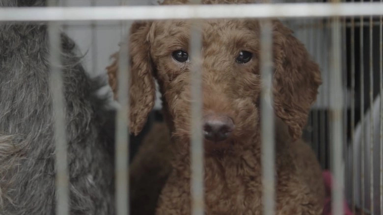 Dogspiracy (2025)