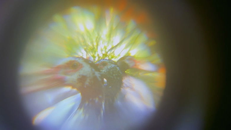 Pedro Tomas Explains The World (2025)