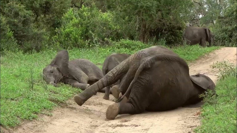 La Defonce Des Animaux (2025)
