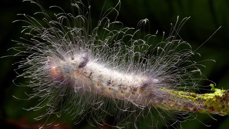 Learning To See: The World Of Insects (2016)