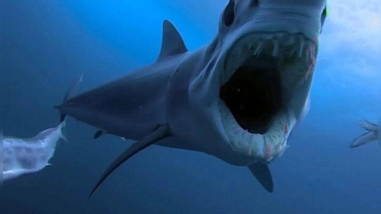 Shark Vs. Predator (2017)