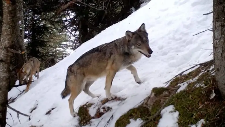 Vivre Avec Les Loups (2024)