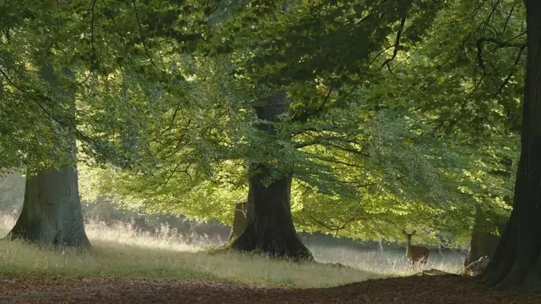 The Hidden Life Of Trees (2020)