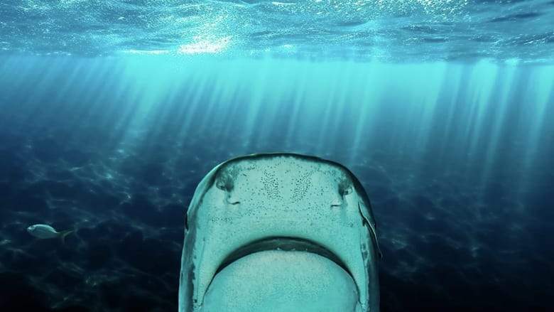 Why Sharks Attack (2023)