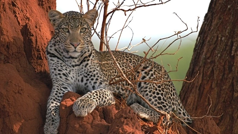 Surviving The Serengeti (2015)