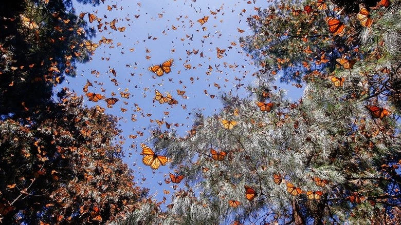 Flight Of The Butterflies (2012)