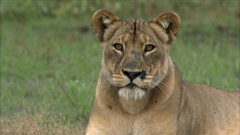 The Real Lion Queen (2013)