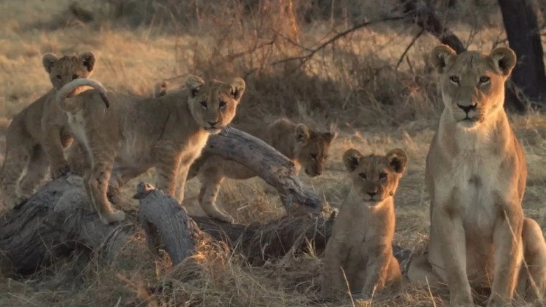 Lion Brothers: Cubs To Kings (2019)