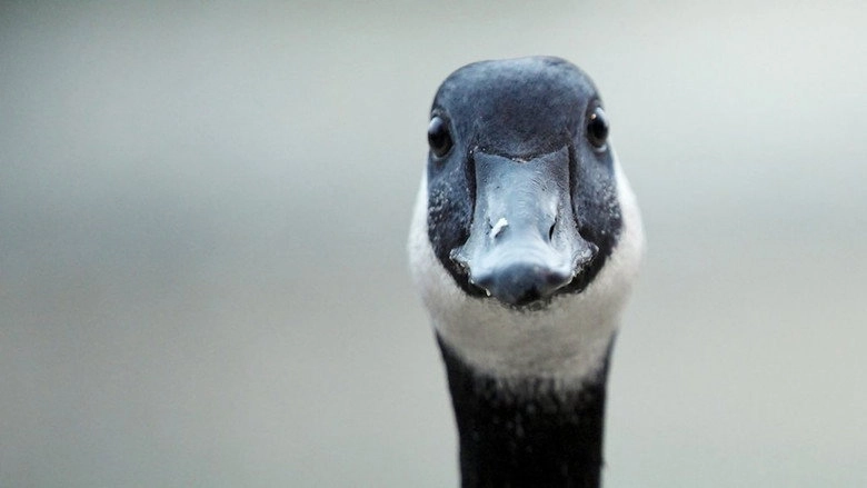 Modern Goose (2023)