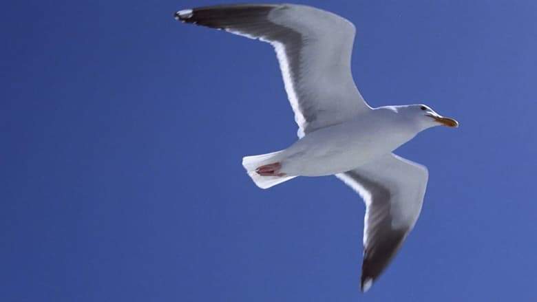 Jonathan Livingston Seagull (1973)