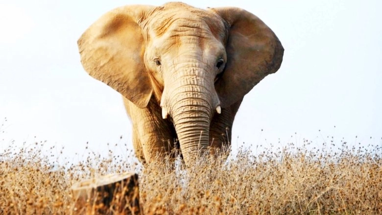 An Apology To Elephants (2013)