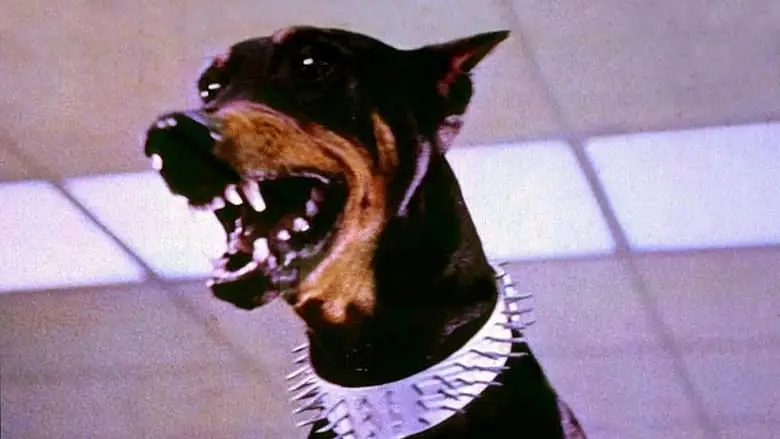 The Doberman Gang (1972)