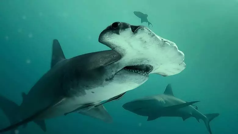 Bull Shark Vs Hammerhead (2023)