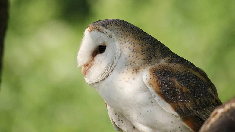 Owl's Odyssey (2013)