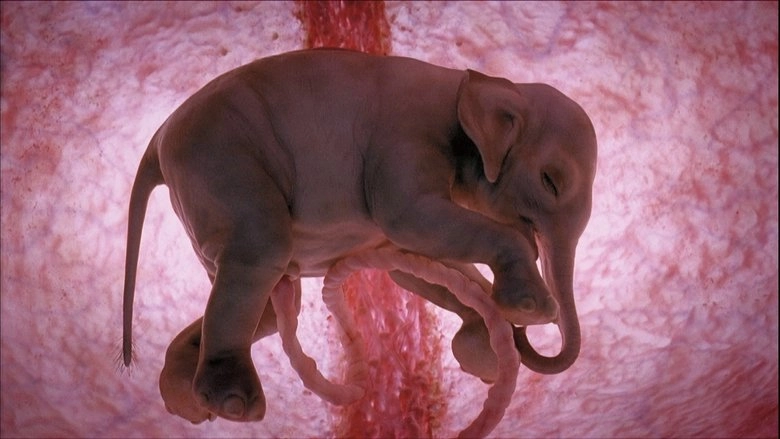 Animals In The Womb (2006)