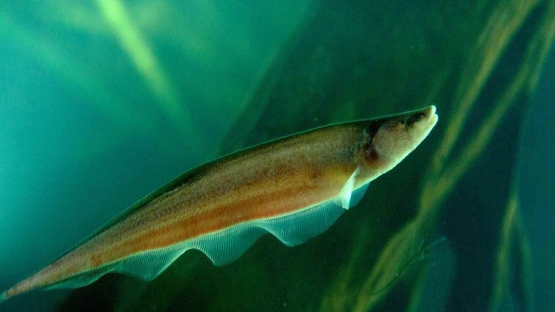 Electric Amazon (2015)