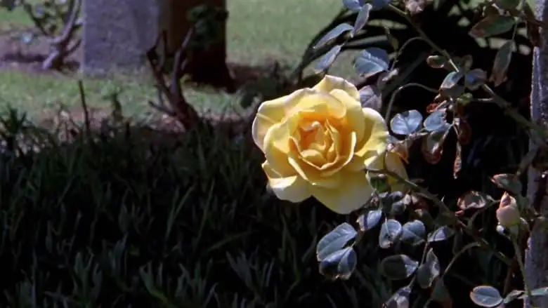 The Sexual Story Of O (1984)