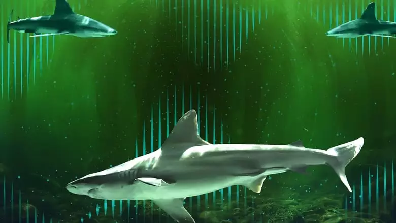 Bull Shark Bandits (2023)