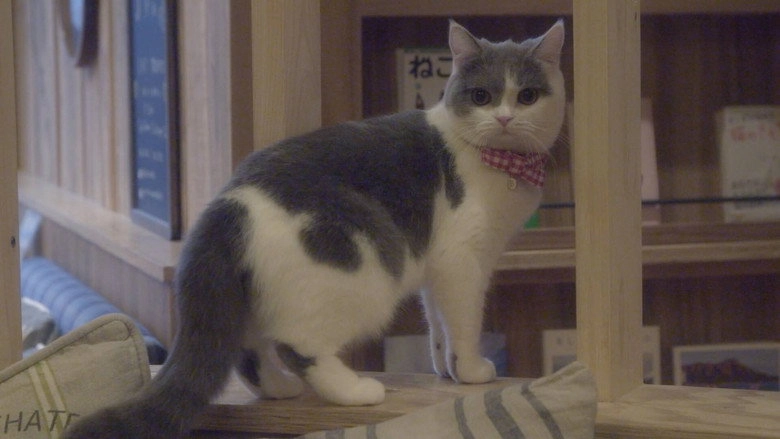 Cat Cafe (2018)