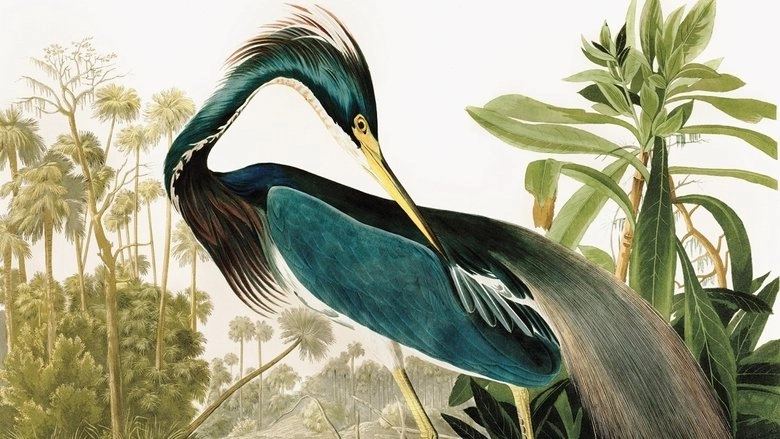 Birds Of America (2022)
