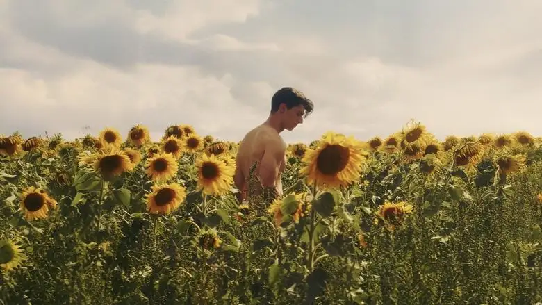 Sunflower (2024)