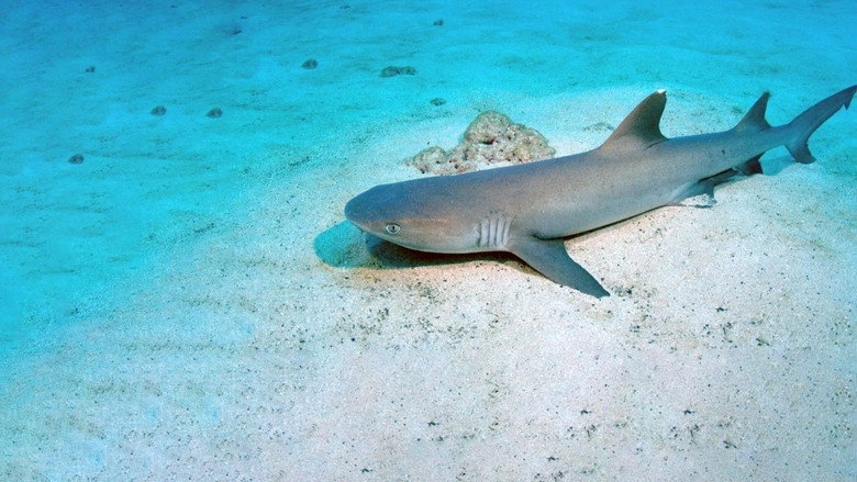 Shark Island (2010)
