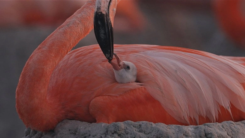 FLAMINGOS Life After The Meteorite (2026)
