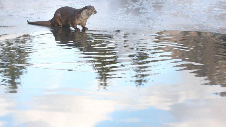 Forest Of Fantasies (2014)