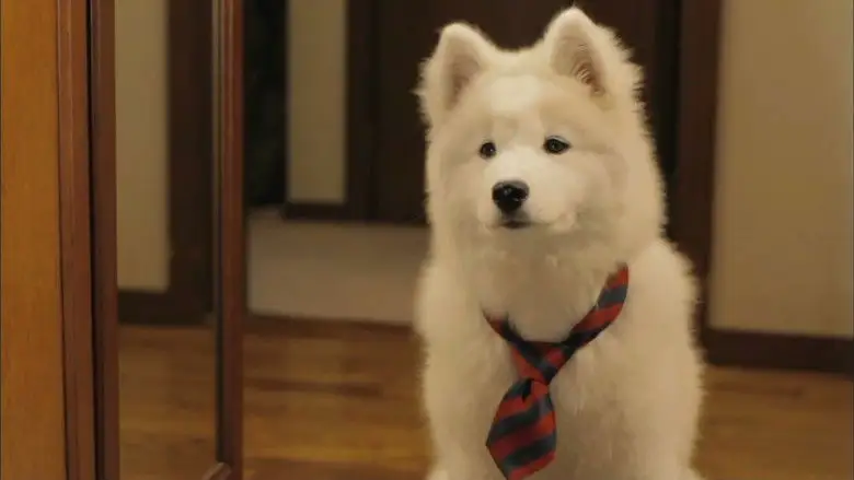 Inukai San Chi No Inu (2011)