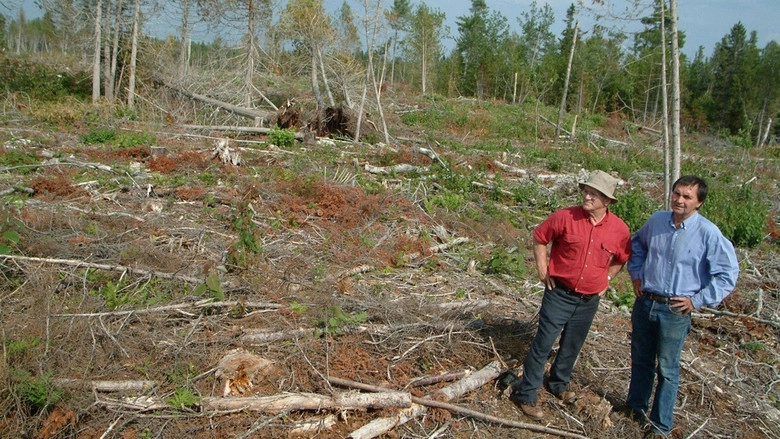 Forbidden Forest (2004)