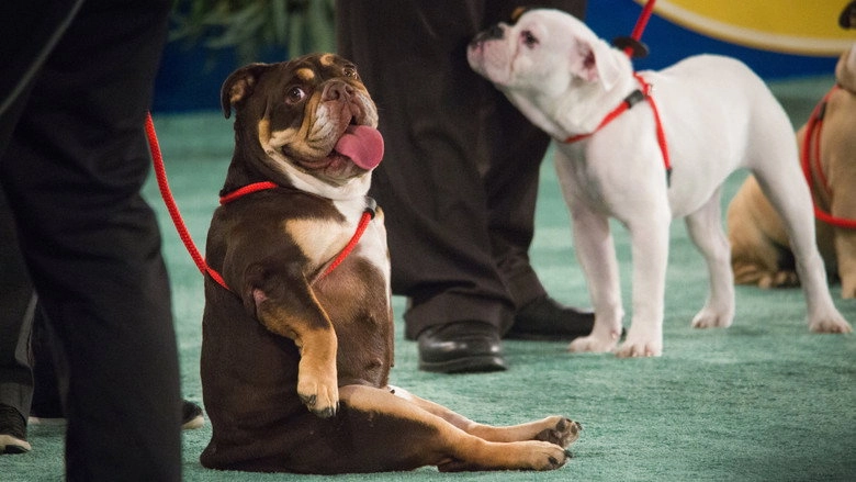 The 2018 American Rescue Dog Show (2018)