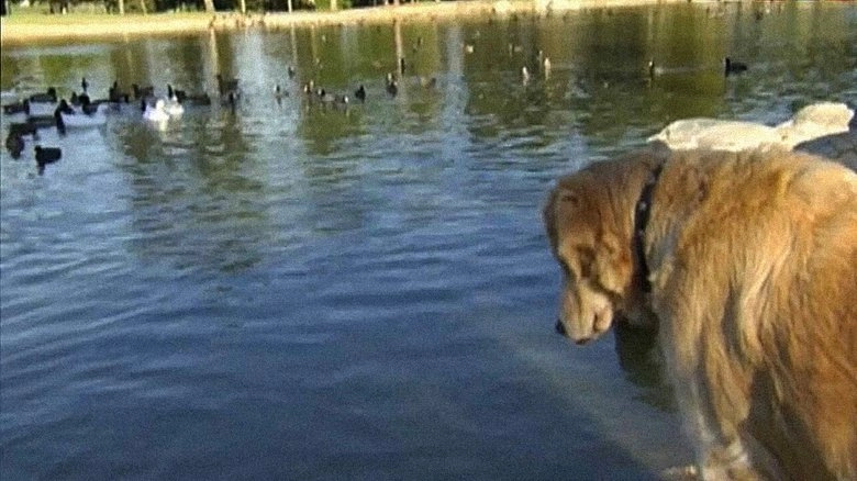 Love On A Leash (2011)