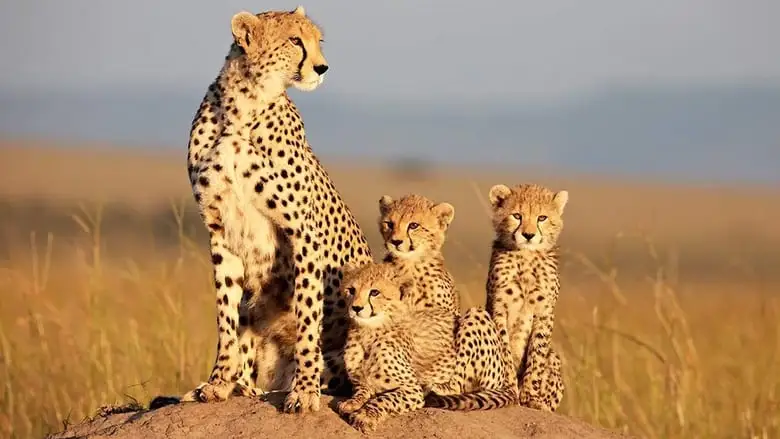 African Cats (2011)