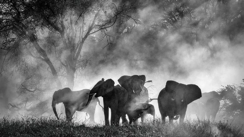 Ghost Elephants (2025)