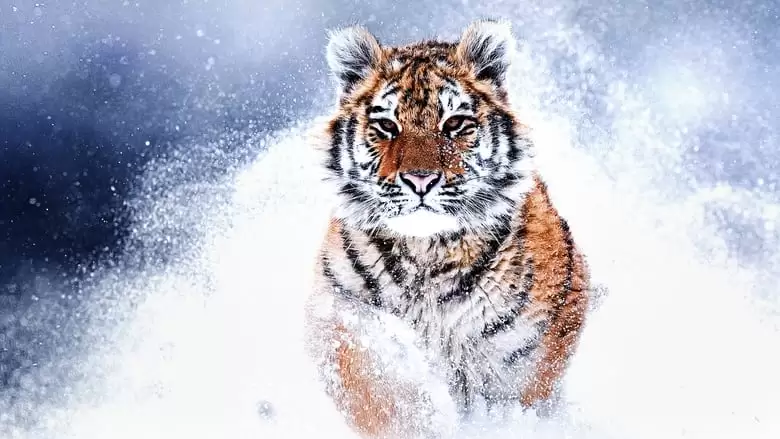 Russia's Wild Tiger (2022)